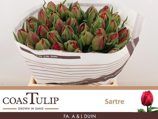 <h4>TU DU SARTRE</h4>