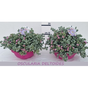 LAMPRANTHUS ROSEUS