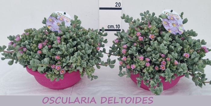 <h4>LAMPRANTHUS ROSEUS</h4>