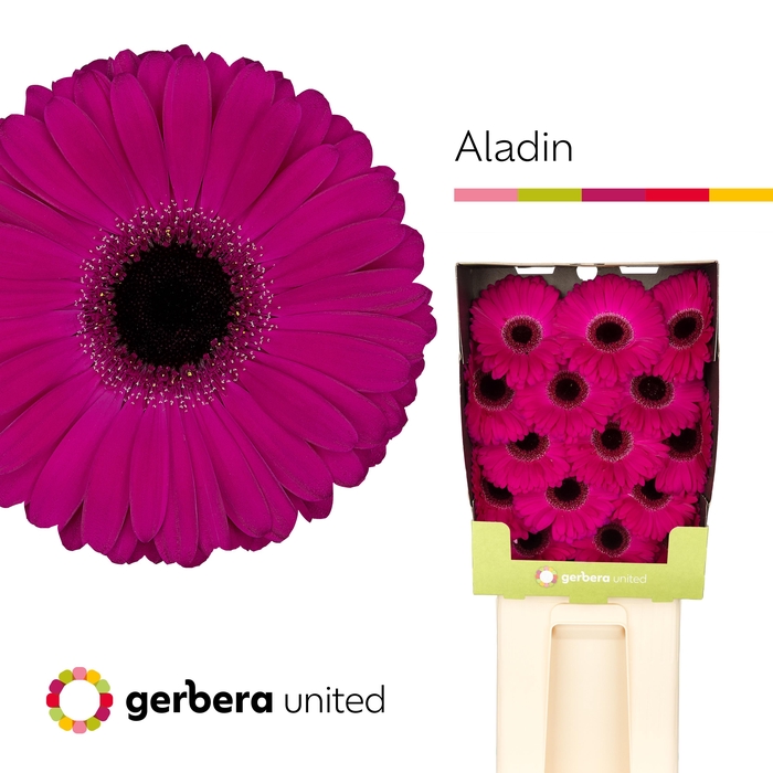 <h4>Ge Gr Aladin</h4>