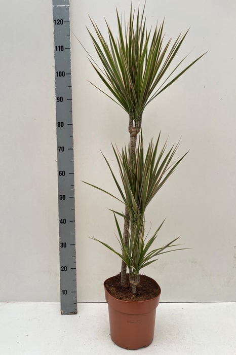 <h4>DRA MARG BICOLOR</h4>