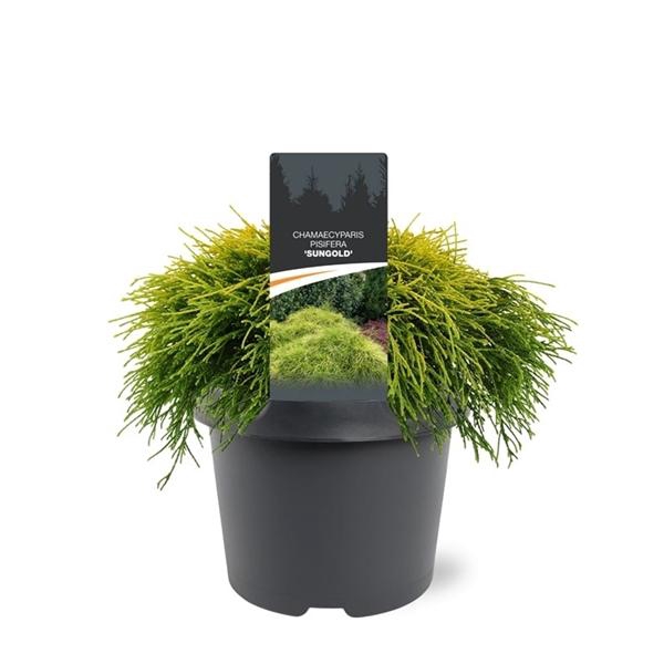 <h4>Chamaecyparis pis. 'Sungold'</h4>