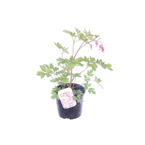 Dicentra spectabilis