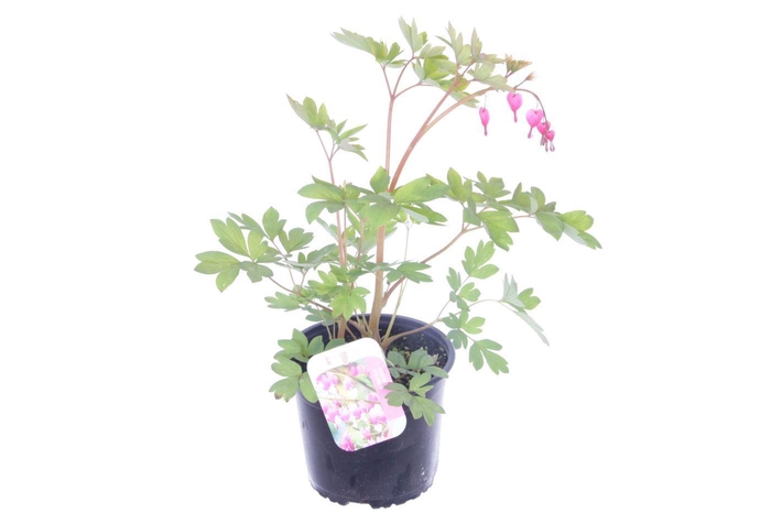 <h4>Dicentra spectabilis</h4>