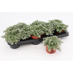 Helichrysum Petiolare Mini