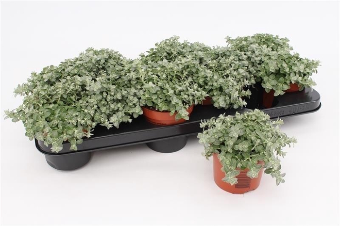 <h4>Helichrysum Petiolare Mini</h4>
