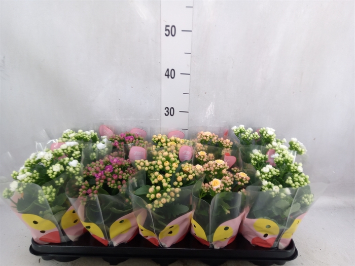 <h4>Kalanchoe blos.   ..rosebud rs fl x</h4>