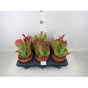 Kalanchoe NF   ...