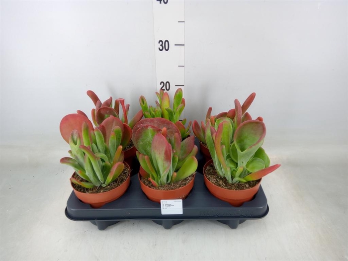 <h4>Kalanchoe NF   ...</h4>