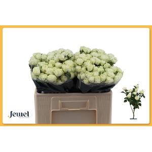 R TR MILKY WAY Water