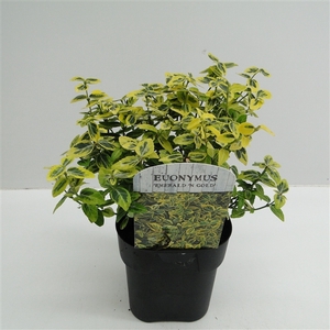 Euonymus fort. Emerald Gold