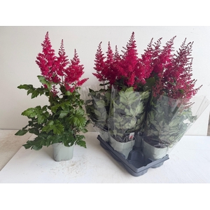 ASTILB A HEAVY METAL