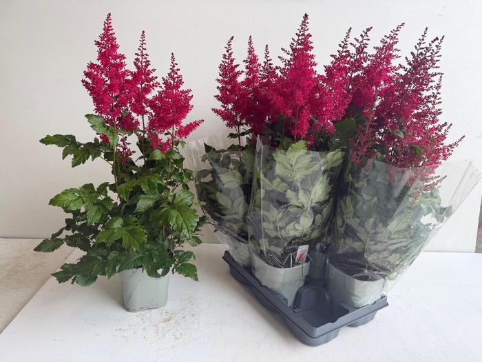 <h4>ASTILB A HEAVY METAL</h4>