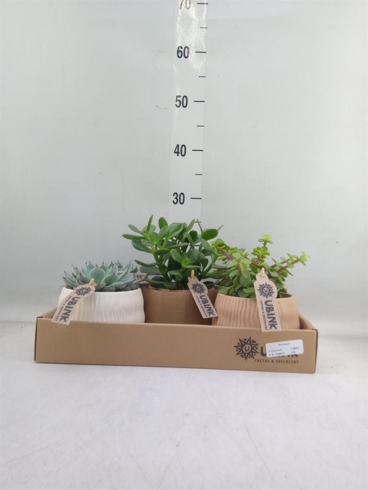 <h4>Succulents ...</h4>