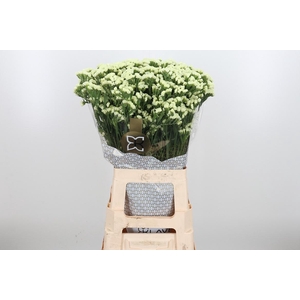 Limonium St Starlight Wings