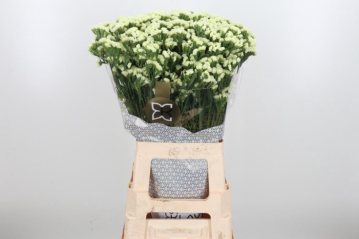 <h4>Limonium St Starlight Wings</h4>