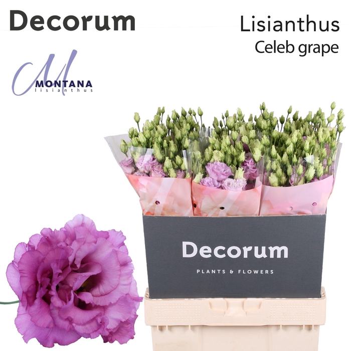<h4>Lisianthus Celeb grape 70cm</h4>