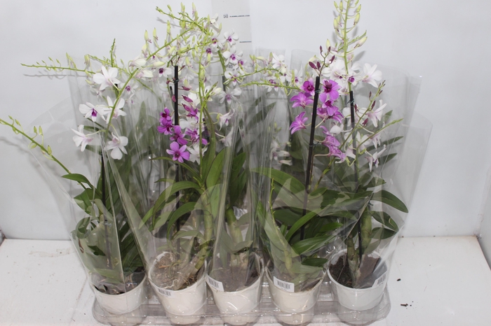 <h4>DENDROBIUM BORNEO P13</h4>