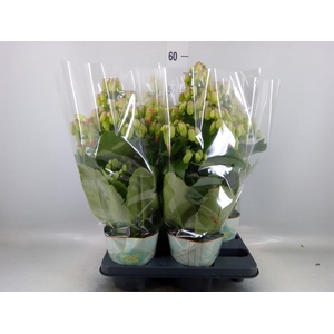 Kalanchoe  'Magic Bell'