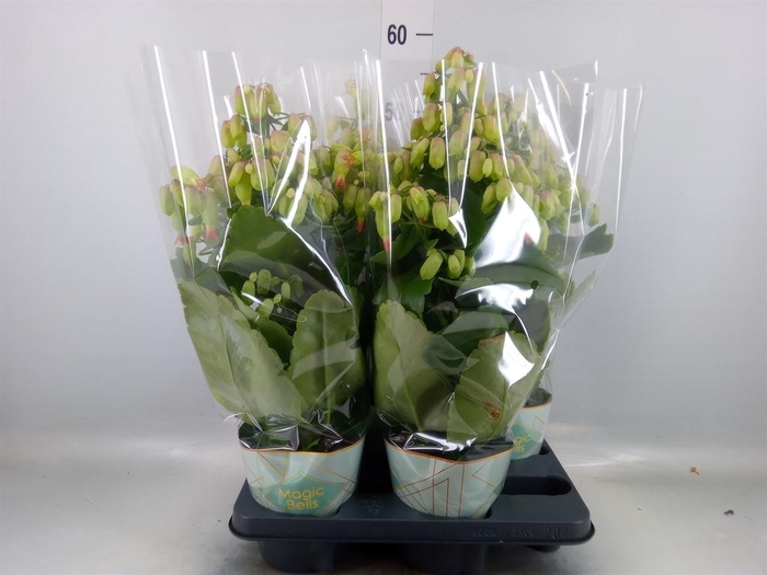 <h4>Kalanchoe  'Magic Bell'</h4>