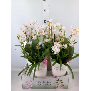 Cymbidium   ...