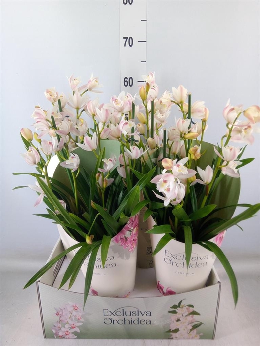 <h4>Cymbidium ...</h4>