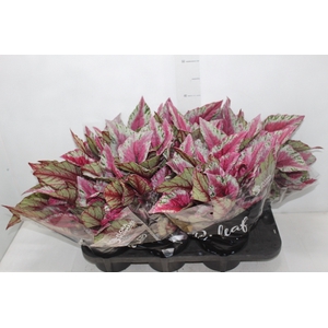 BEGONIA BELEAFS MAUI SUNSET P15