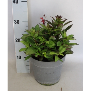 vaste planten 19 cm  Lobelia speciosa F1 Fan Scarlet