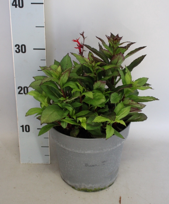 <h4>vaste planten 19 cm  Lobelia speciosa F1 Fan Scarlet</h4>