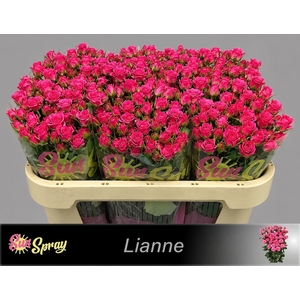 R TR LIANNE