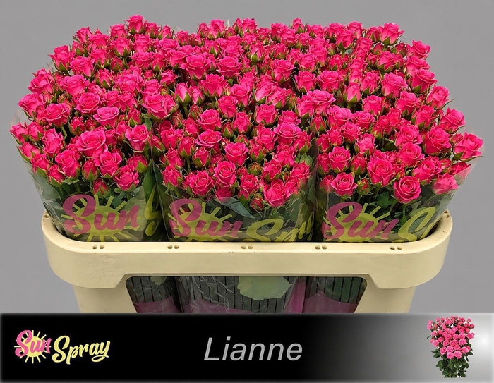 <h4>R TR LIANNE</h4>