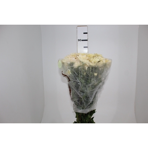 CRISANTEMO SOBERTY VANILA 080 CM CHAMPAGNE/CREME