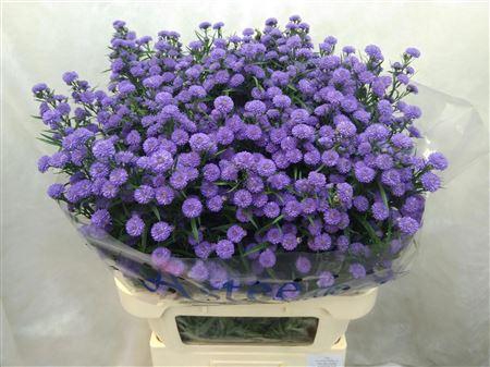 <h4>Aster Astee Baby Blue</h4>