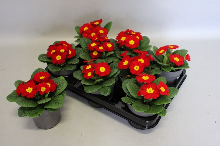 <h4>Primula acaulis Red</h4>