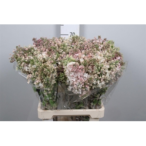 Syr Hy Maidens Blush 2+