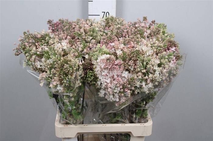 <h4>Syr Hy Maidens Blush 2+</h4>