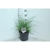 Miscanthus sinensis 'Red Chief'