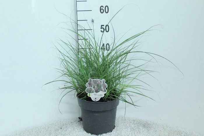 Miscanthus sinensis 'Red Chief'