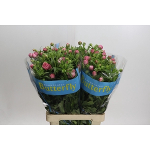 Ranunculus Butterfly Hera