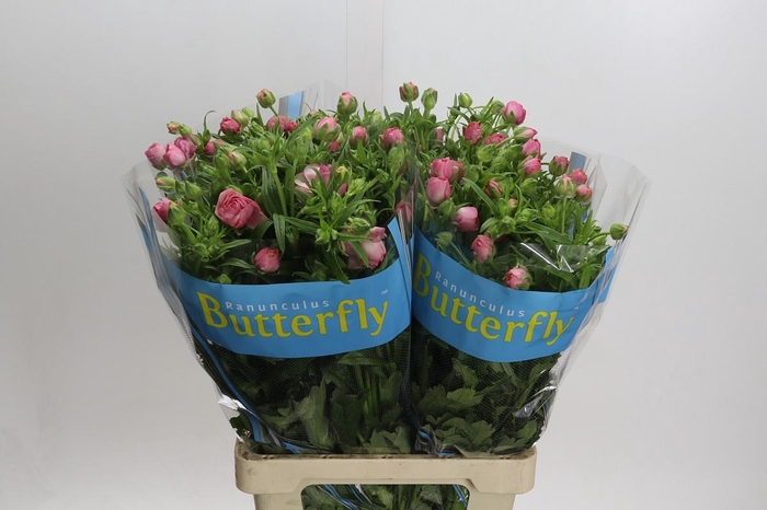 <h4>Ranunculus Butterfly Hera</h4>