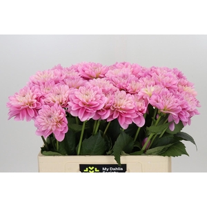 Dahlia Pink Pop