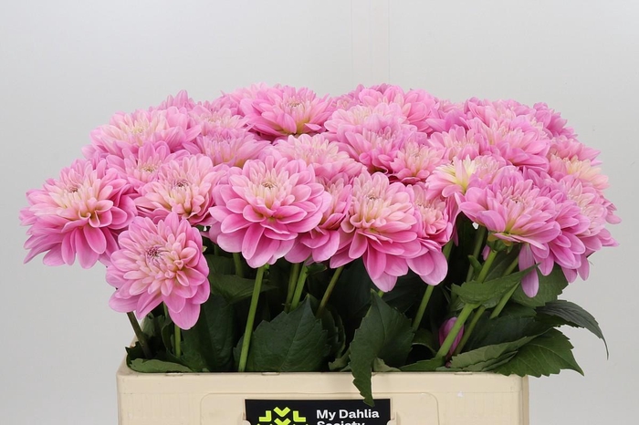 Dahlia Pink Pop