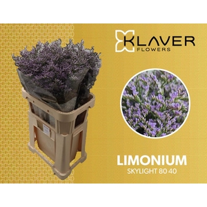 Limonium Skylight  Klaver