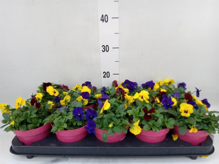 <h4>Viola corn. 'Evo Mini MM Rio'</h4>