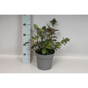 vaste planten 19 cm  Salvia farinacea 'Wendys Wish'