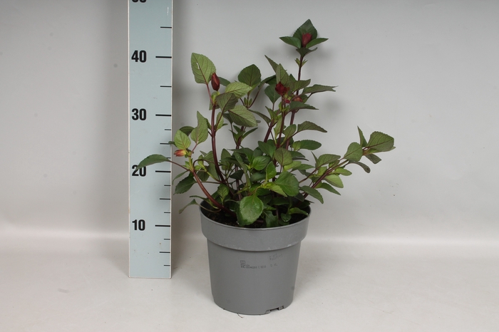 <h4>vaste planten 19 cm  Salvia farinacea 'Wendys Wish'</h4>