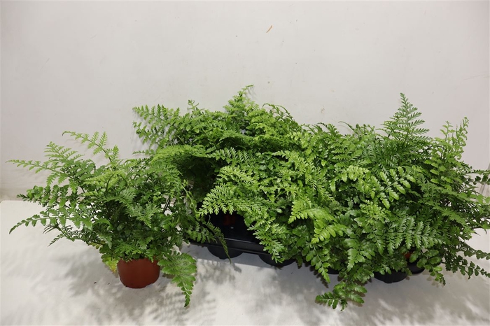 <h4>arr8 Asple Parvati</h4>