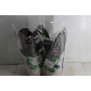 CALATHEA P17 VARIADO