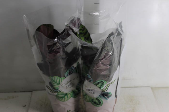 <h4>CALATHEA P17 VARIADO</h4>