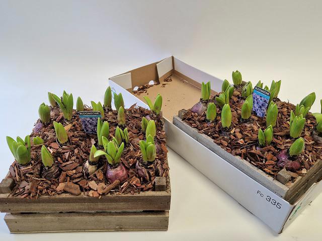 <h4>ARR HYACINTH</h4>